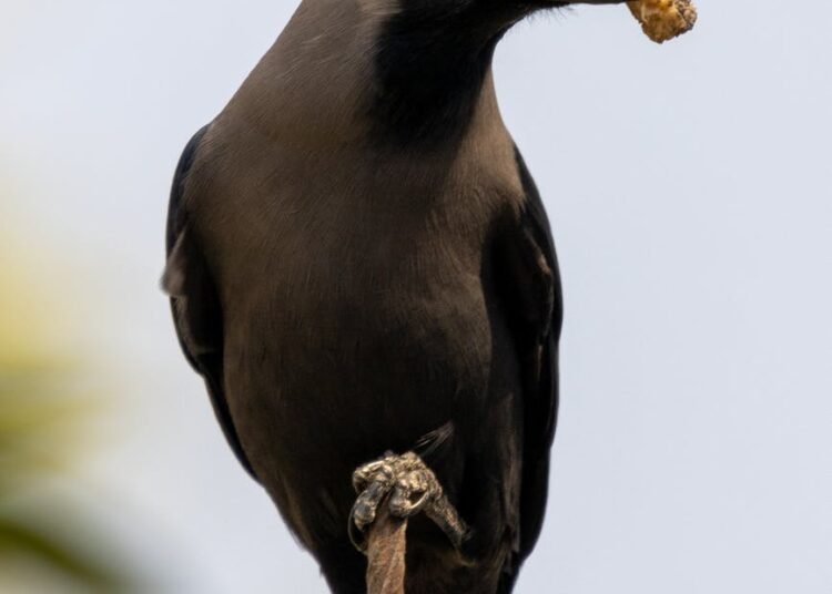 पूर्वजांचा मित्र…कावळा