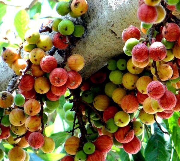 आज औदुंबर पंचमी, आजच्या दिवसाचे महत्त्व आणि सोहळा कसा साजरा केला जातो त्याबद्दल सविस्तर जाणून घ्या!